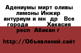 Адениумы,мирт,оливы,лимоны,Инжир, антуриум и мн .др - Все города  »    . Хакасия респ.,Абакан г.